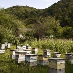 Beehives, Racha Region